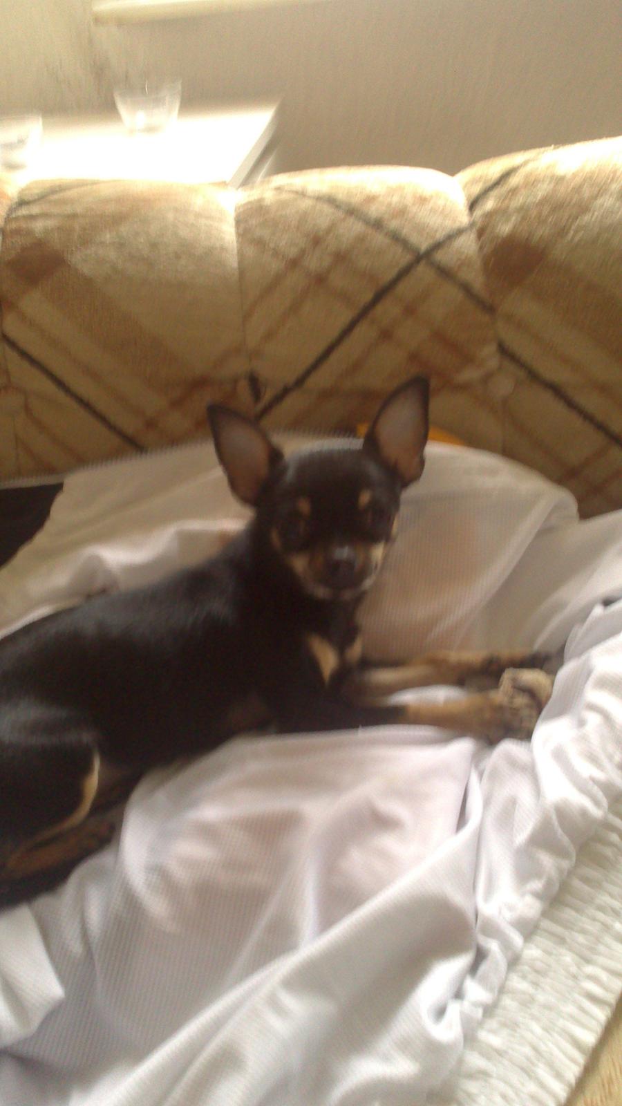 Chihuahua fie billede 1