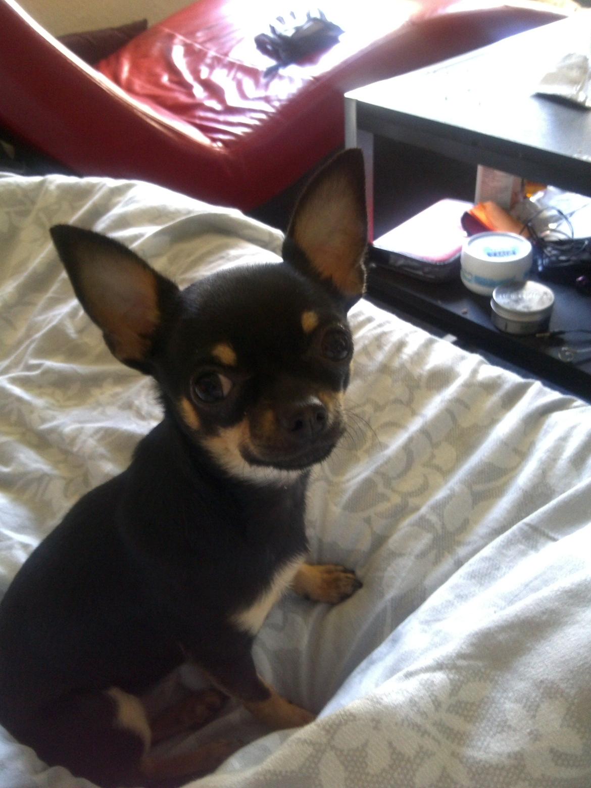 Chihuahua fie billede 2