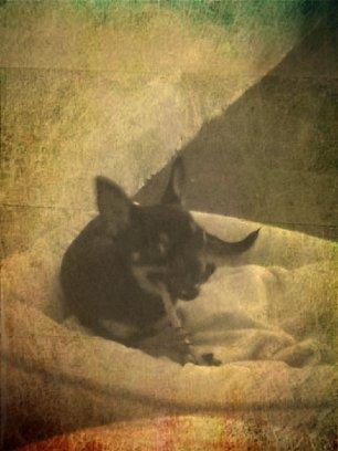 Chihuahua fie billede 3