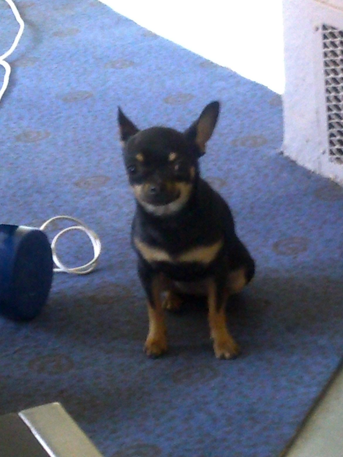 Chihuahua fie billede 4
