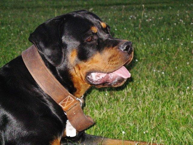 Rottweiler Jackie billede 6