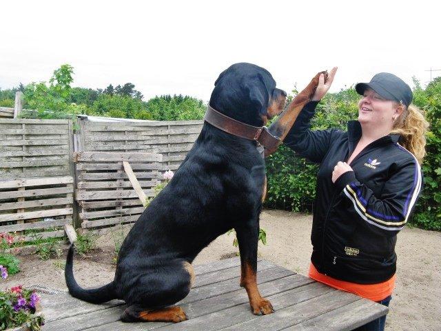 Rottweiler Jackie billede 7