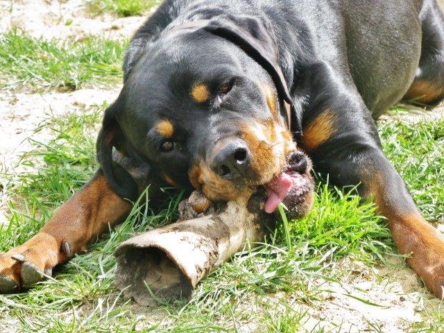Rottweiler Jackie billede 9