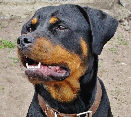 Rottweiler Jackie billede 11