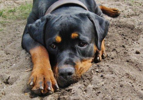 Rottweiler Jackie billede 12
