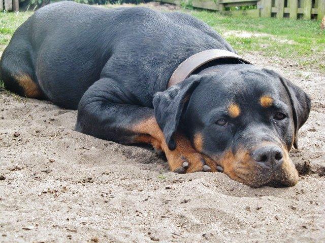 Rottweiler Jackie billede 13