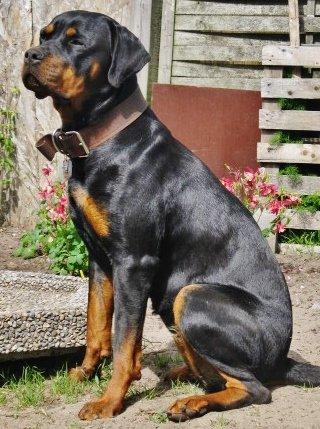 Rottweiler Jackie billede 14