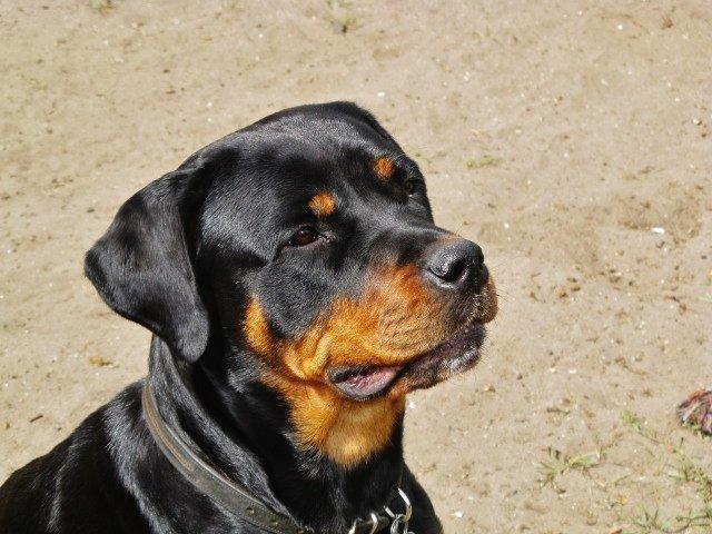 Rottweiler Zora billede 6