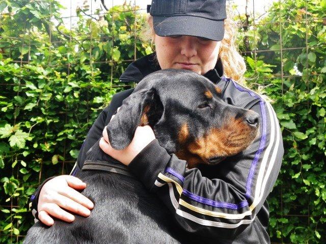 Rottweiler Zora billede 7