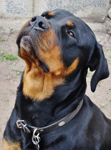 Rottweiler Zora billede 8