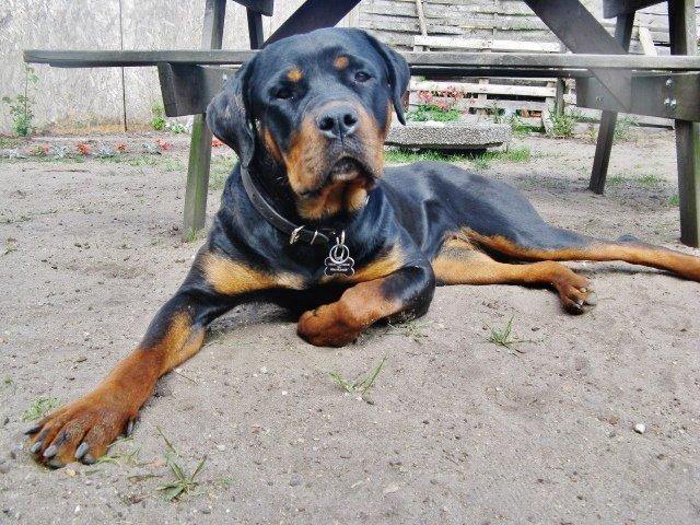 Rottweiler Zora billede 9