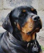 Rottweiler Zora billede 10