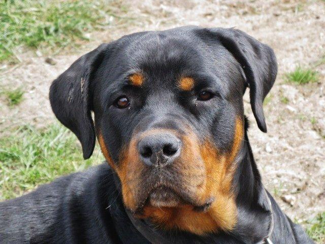 Rottweiler Zora billede 11