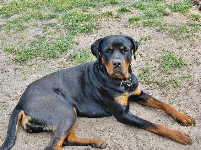 Rottweiler Zora billede 12