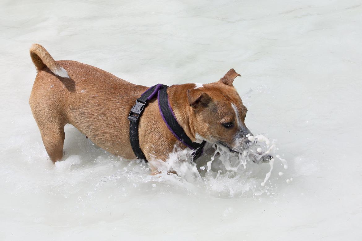 Staffordshire bull terrier Wenk Staff' s Legacy Of Buffy "CeCe" billede 13