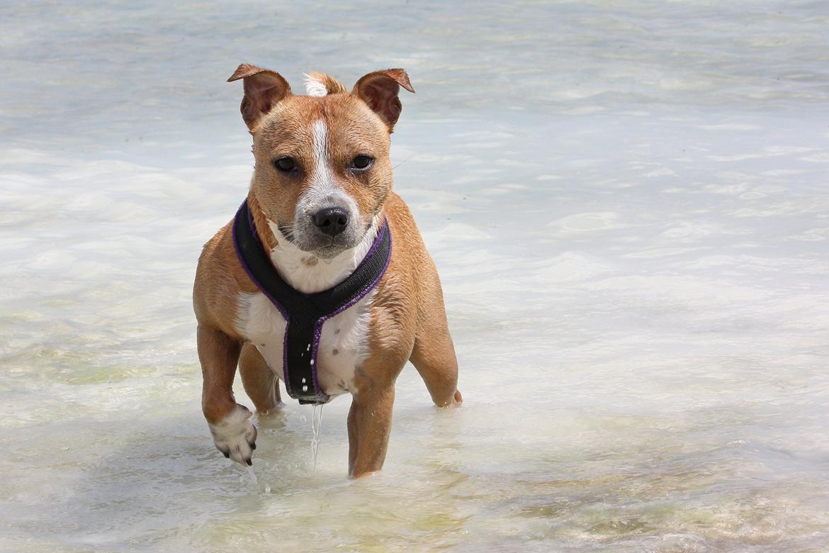 Staffordshire bull terrier Wenk Staff' s Legacy Of Buffy "CeCe" billede 11