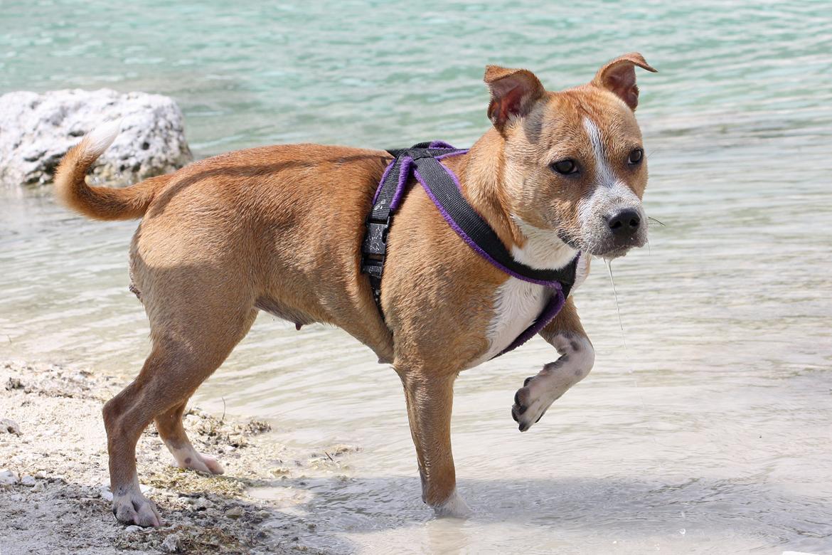 Staffordshire bull terrier Wenk Staff' s Legacy Of Buffy "CeCe" billede 12