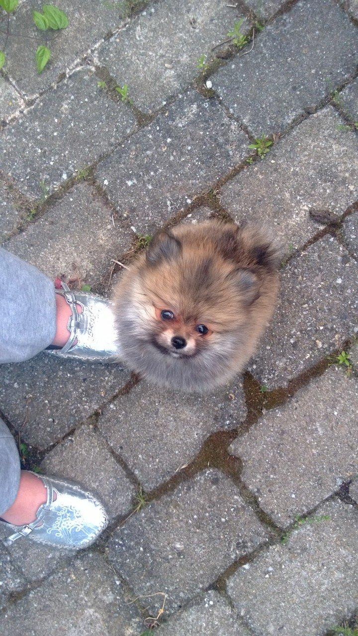 Pomeranian Topsy´s Carla billede 17