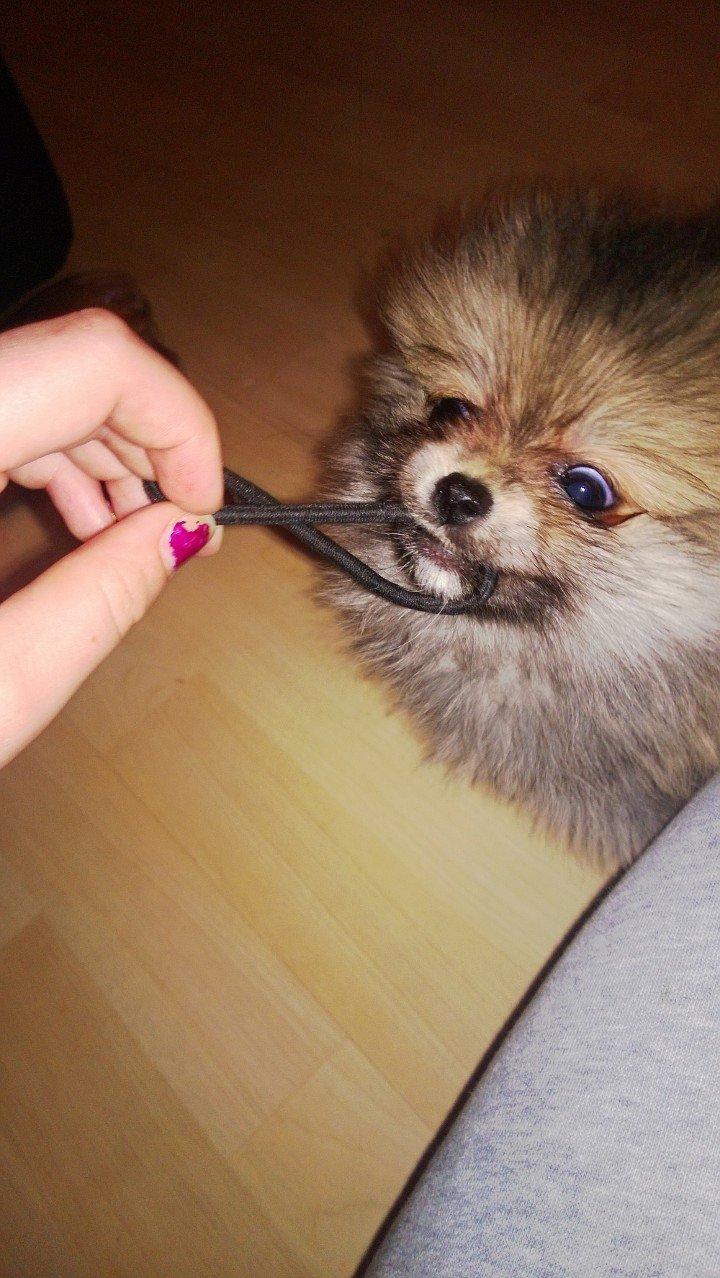 Pomeranian Topsy´s Carla billede 21