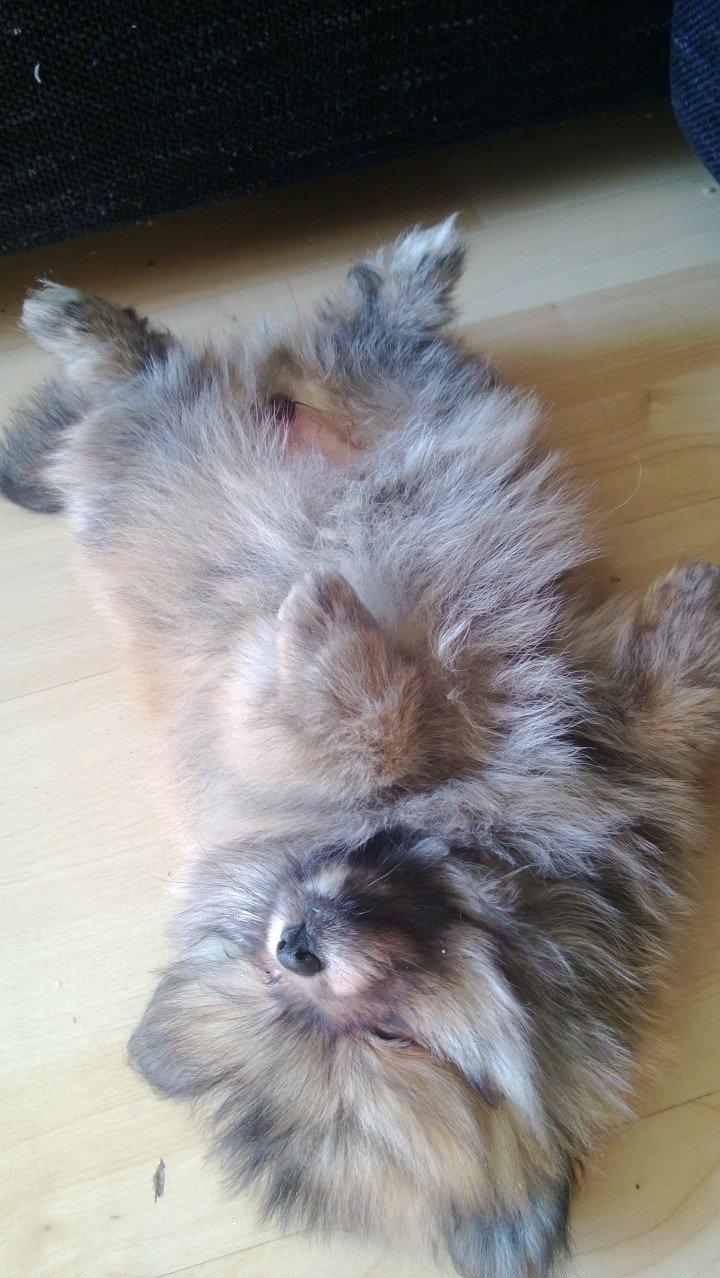 Pomeranian Topsy´s Carla billede 22