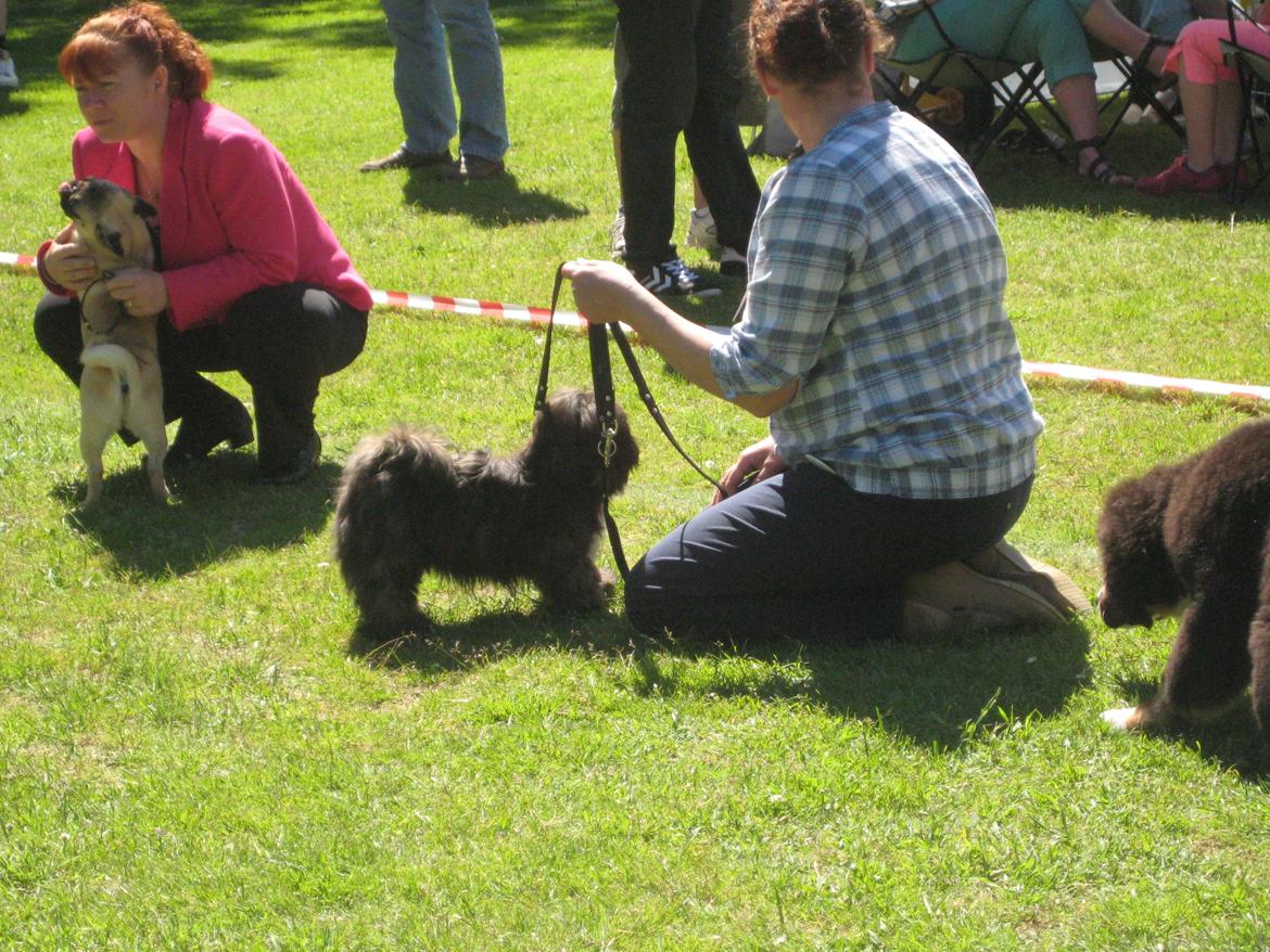 Lhasa apso Storm Royal's Prince Charming billede 9