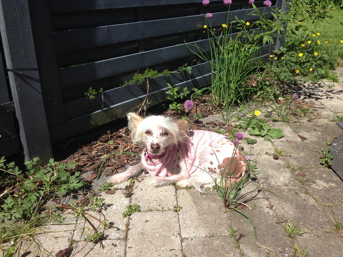 Chinese crested hårløs zaffi billede 15