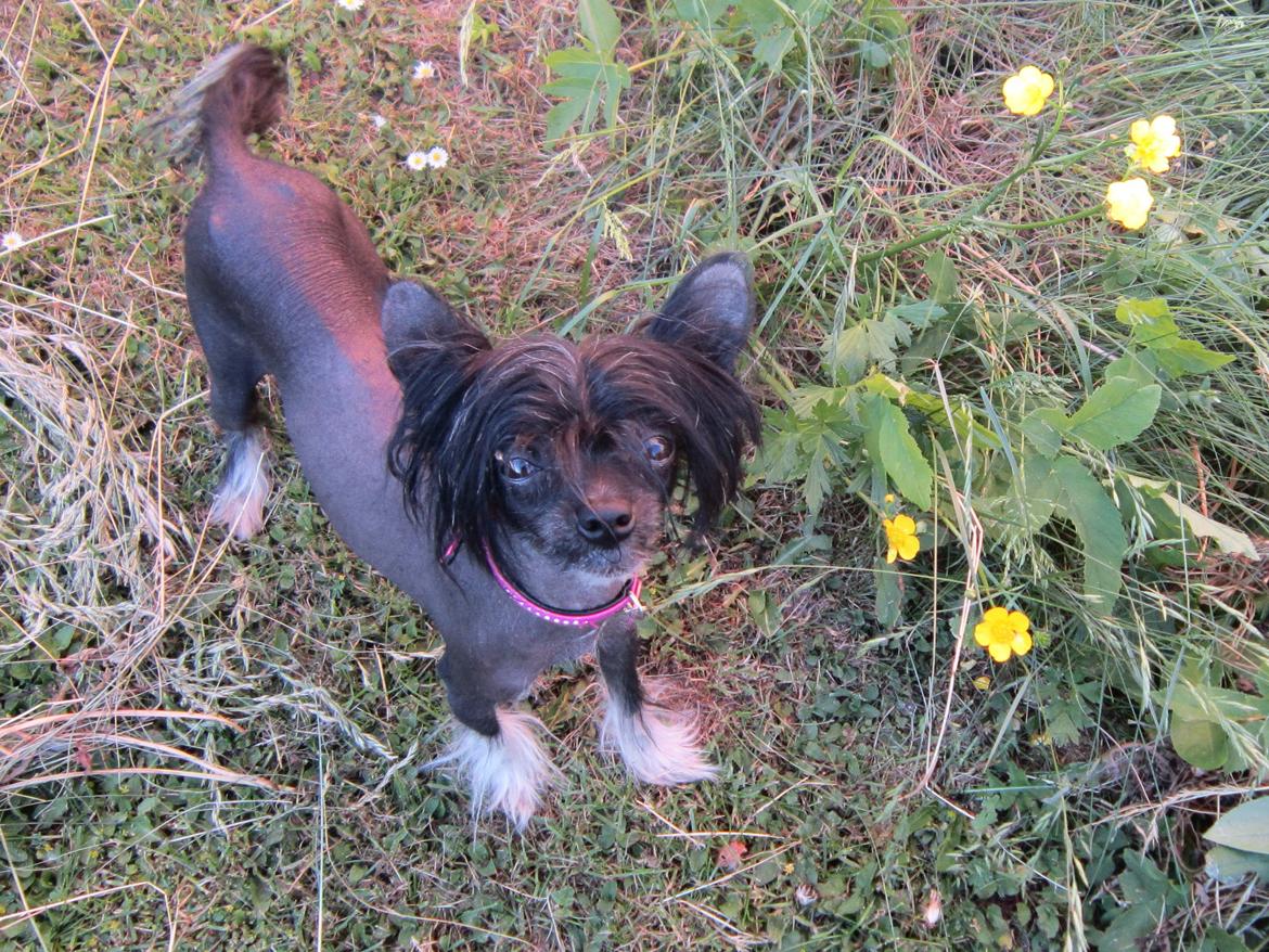 Chinese crested hårløs Belika billede 19