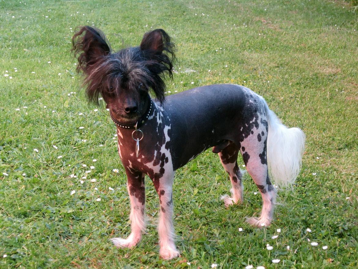 Chinese crested hårløs Calle billede 1