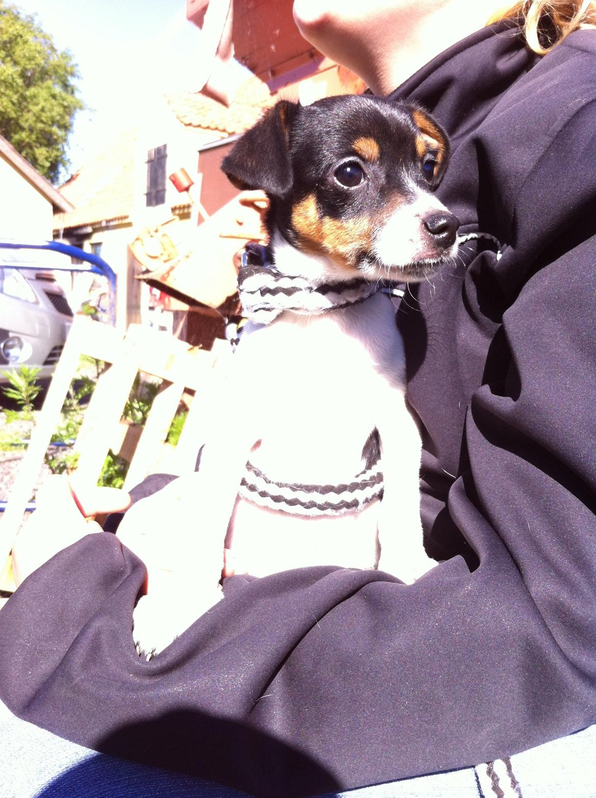 Dansk svensk gaardhund Lady my soulmate<3 billede 1