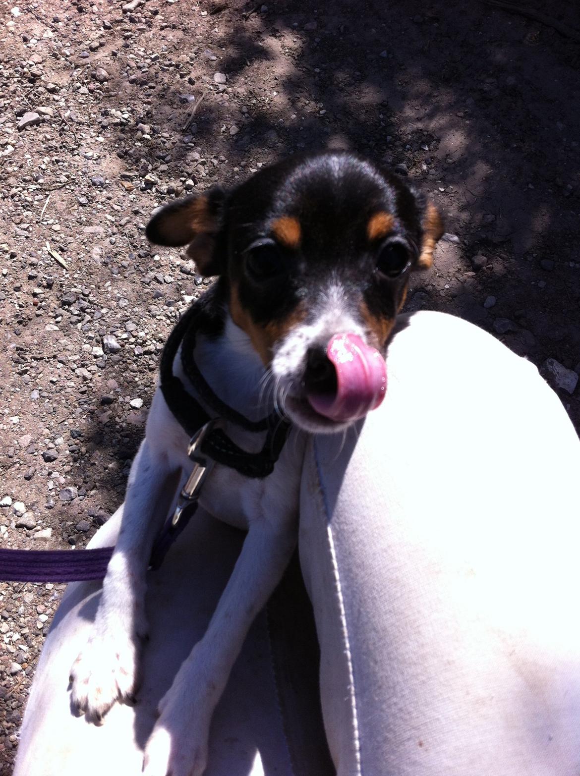 Dansk svensk gaardhund Lady my soulmate<3 billede 2