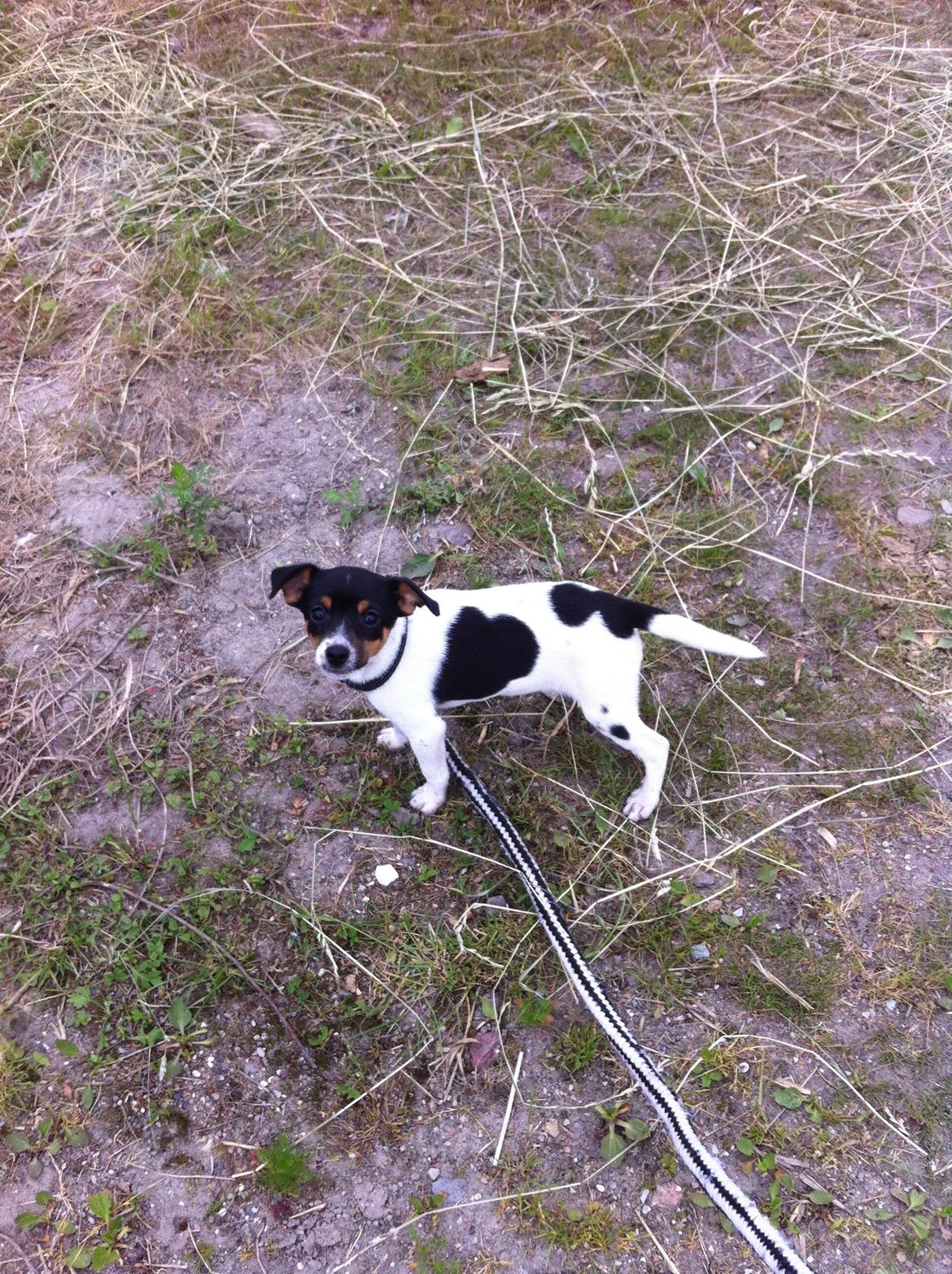 Dansk svensk gaardhund Lady my soulmate<3 billede 3