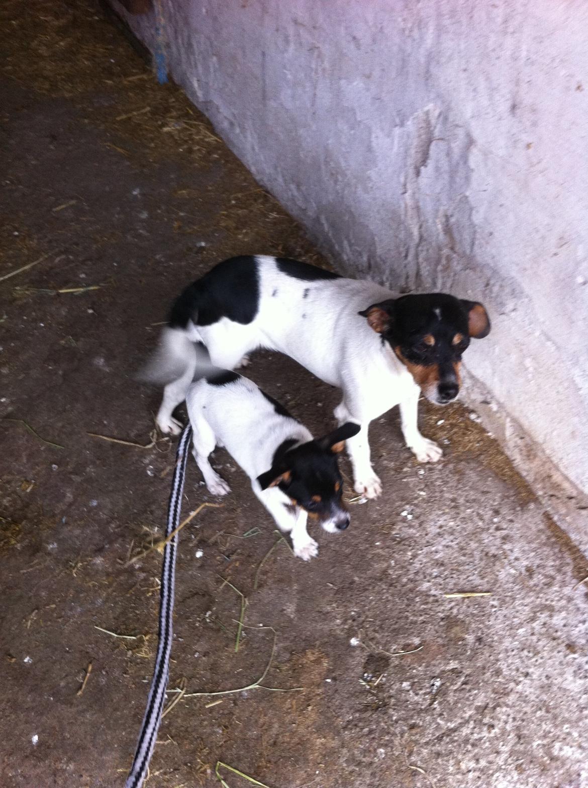 Dansk svensk gaardhund Lady my soulmate<3 billede 4