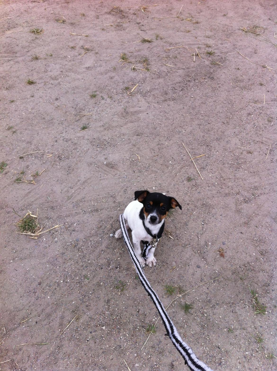 Dansk svensk gaardhund Lady my soulmate<3 billede 5