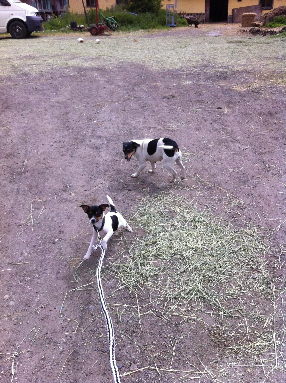 Dansk svensk gaardhund Lady my soulmate<3 billede 6