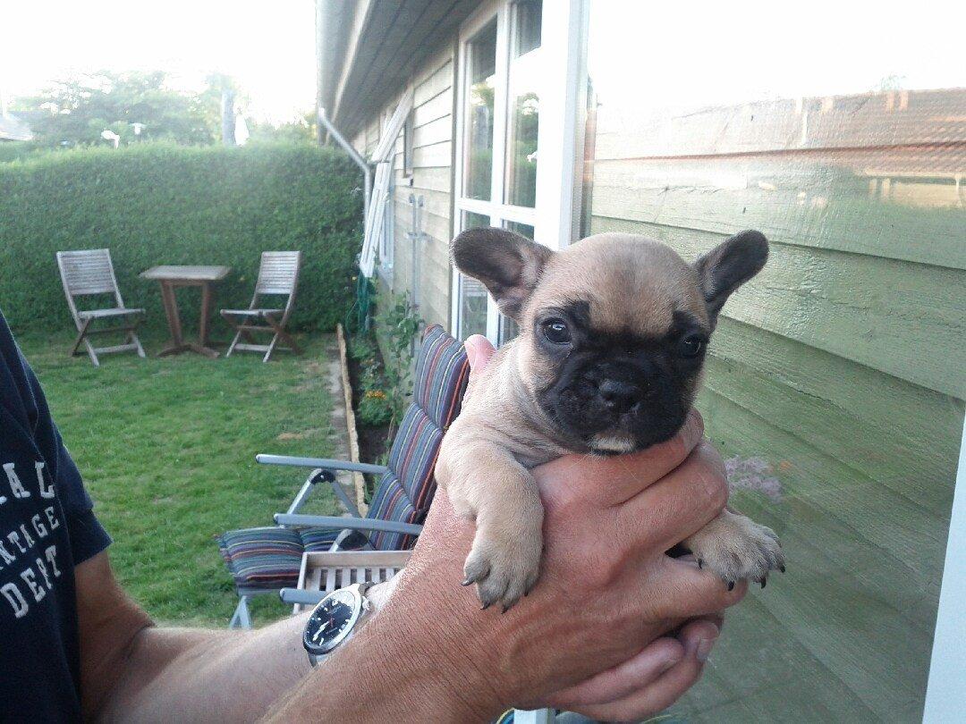 Fransk bulldog Flakse - nu kan ørene selv :) billede 6