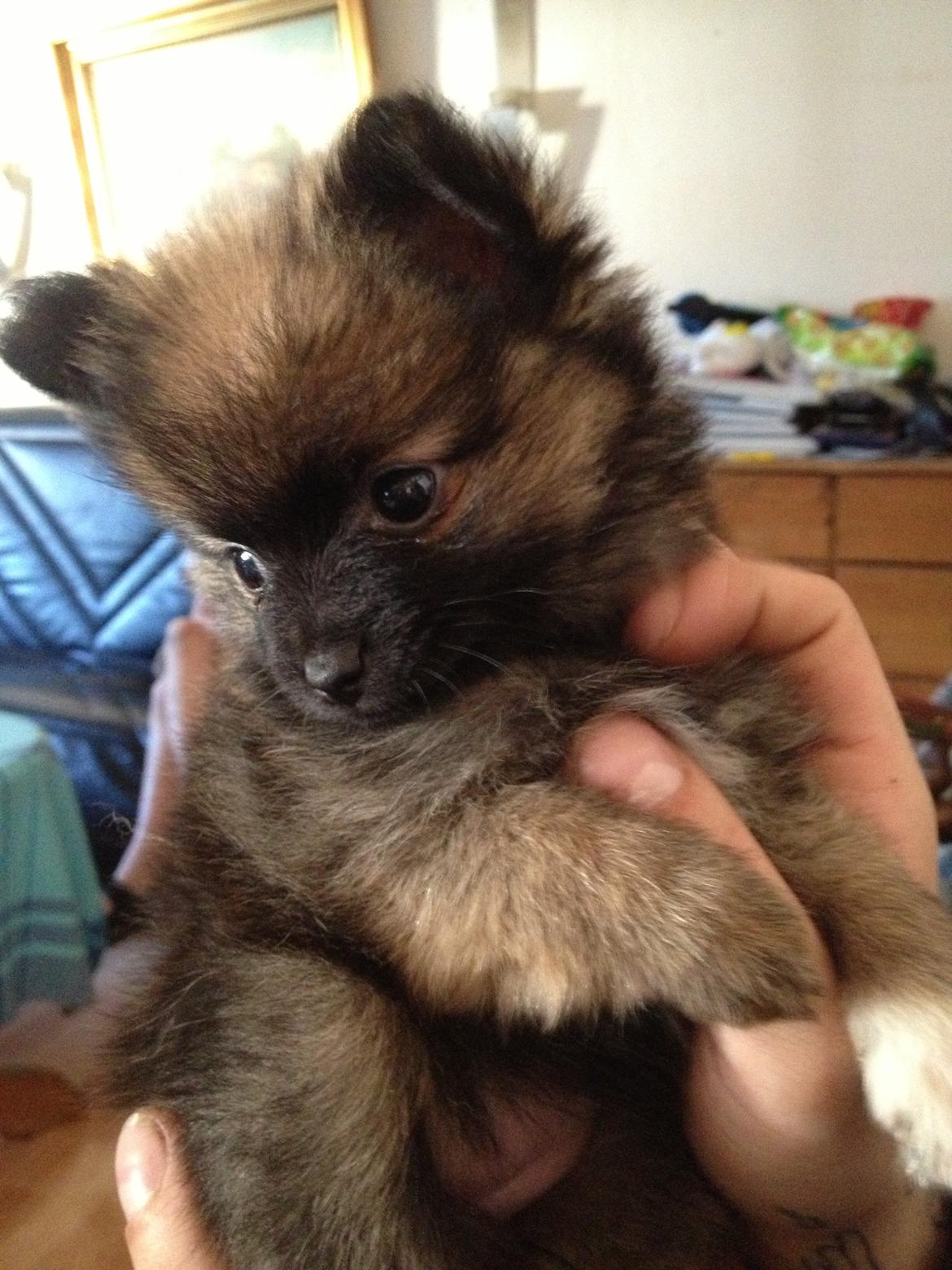 Blanding af racer Flossie - Da min mor & far var oppe og se mig første gang  billede 3