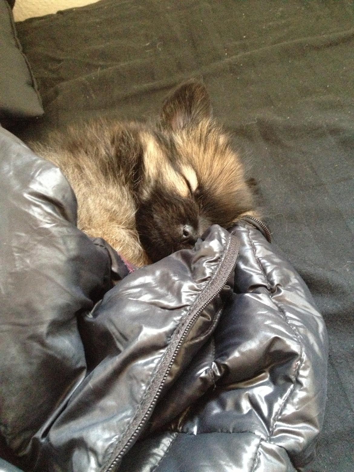 Blanding af racer Flossie - Jeg låner lige mors veste til at putte uhm  billede 2