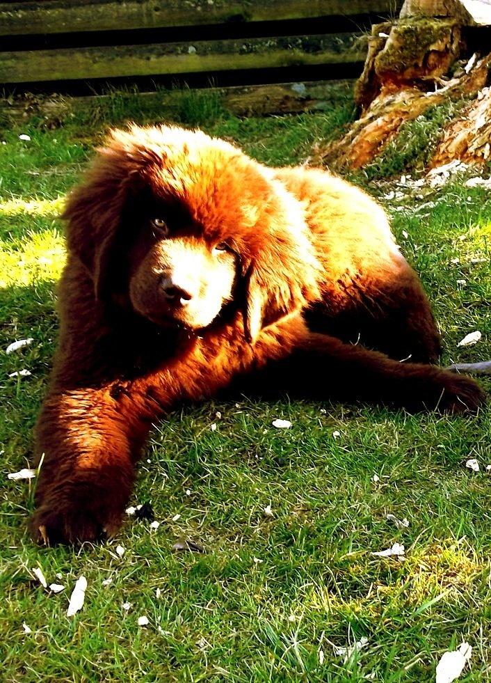 Newfoundlænder Baune, Newetta's Knockout in Brown billede 10