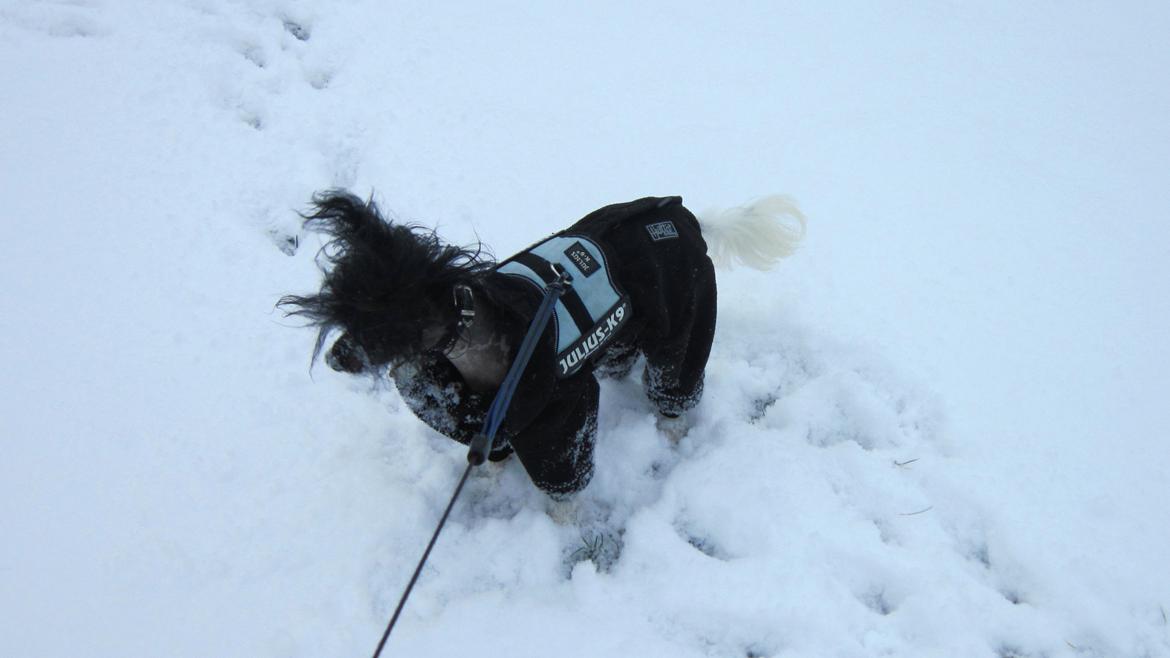 Chinese crested hårløs Calle - Årets første sne billede 39