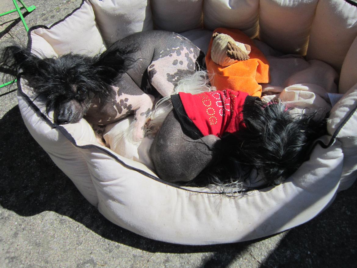Chinese crested hårløs Calle - Calle og Belika nyder solen billede 36