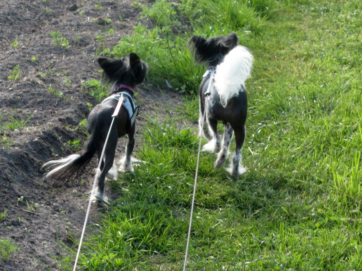 Chinese crested hårløs Calle billede 33