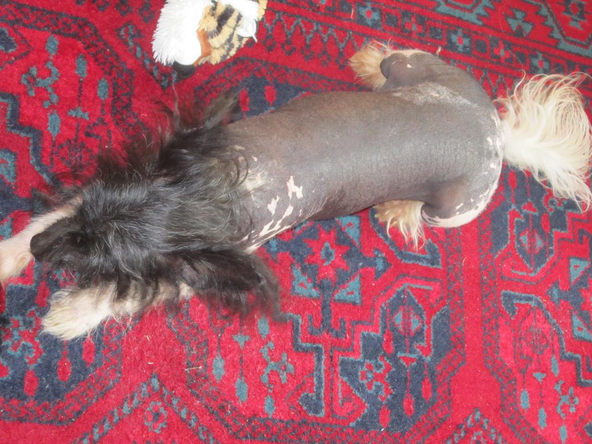 Chinese crested hårløs Calle - Calle faldt i søvn midt i legen billede 35