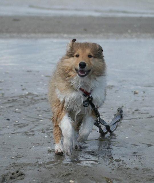 Collie langhåret Kahla billede 9