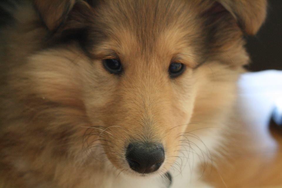 Collie langhåret Kahla billede 10