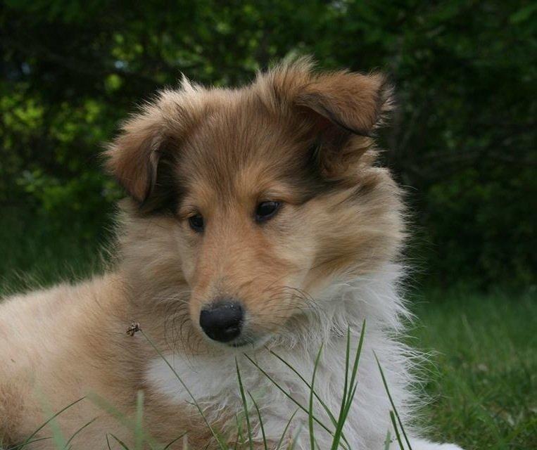 Collie langhåret Kahla billede 11