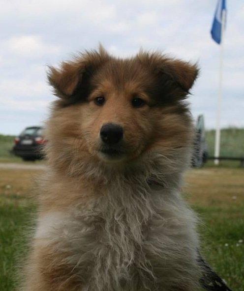 Collie langhåret Kahla billede 12