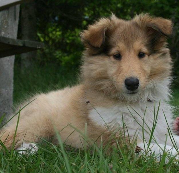 Collie langhåret Kahla billede 13