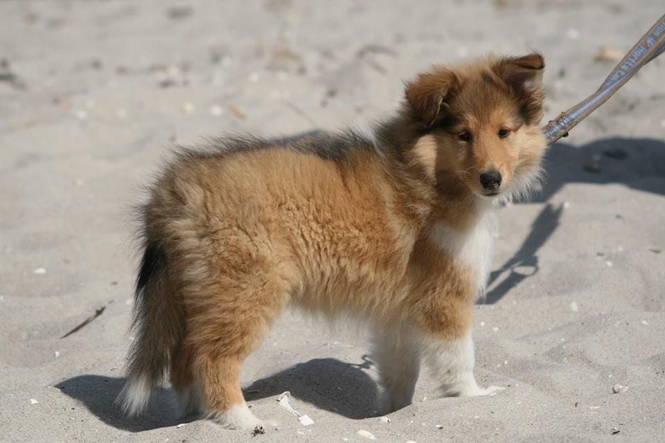 Collie langhåret Kahla billede 14