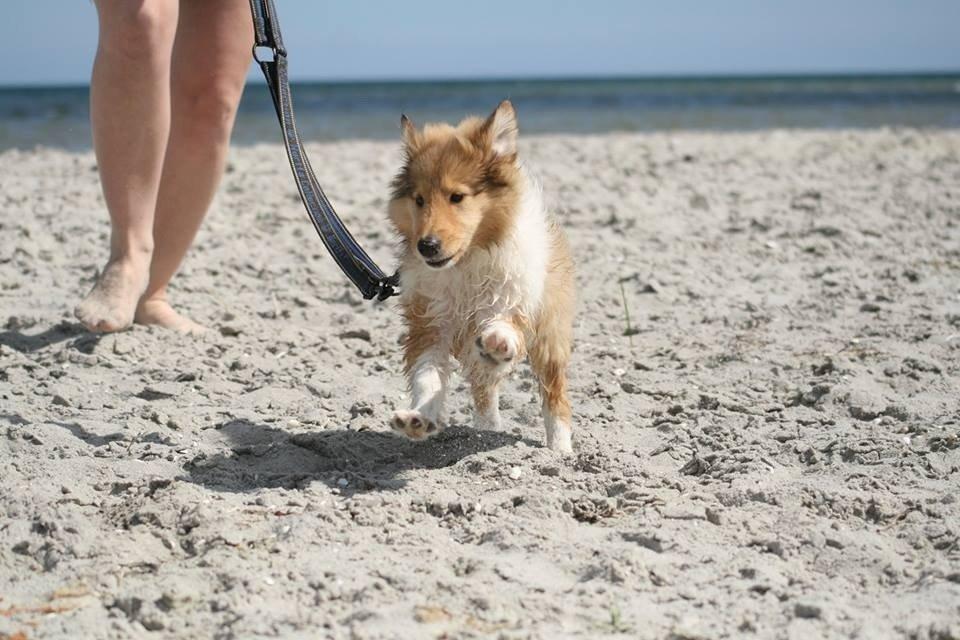 Collie langhåret Kahla billede 15