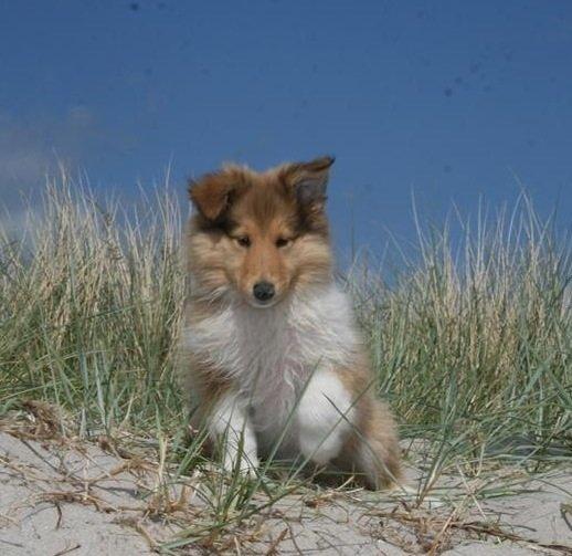 Collie langhåret Kahla billede 16